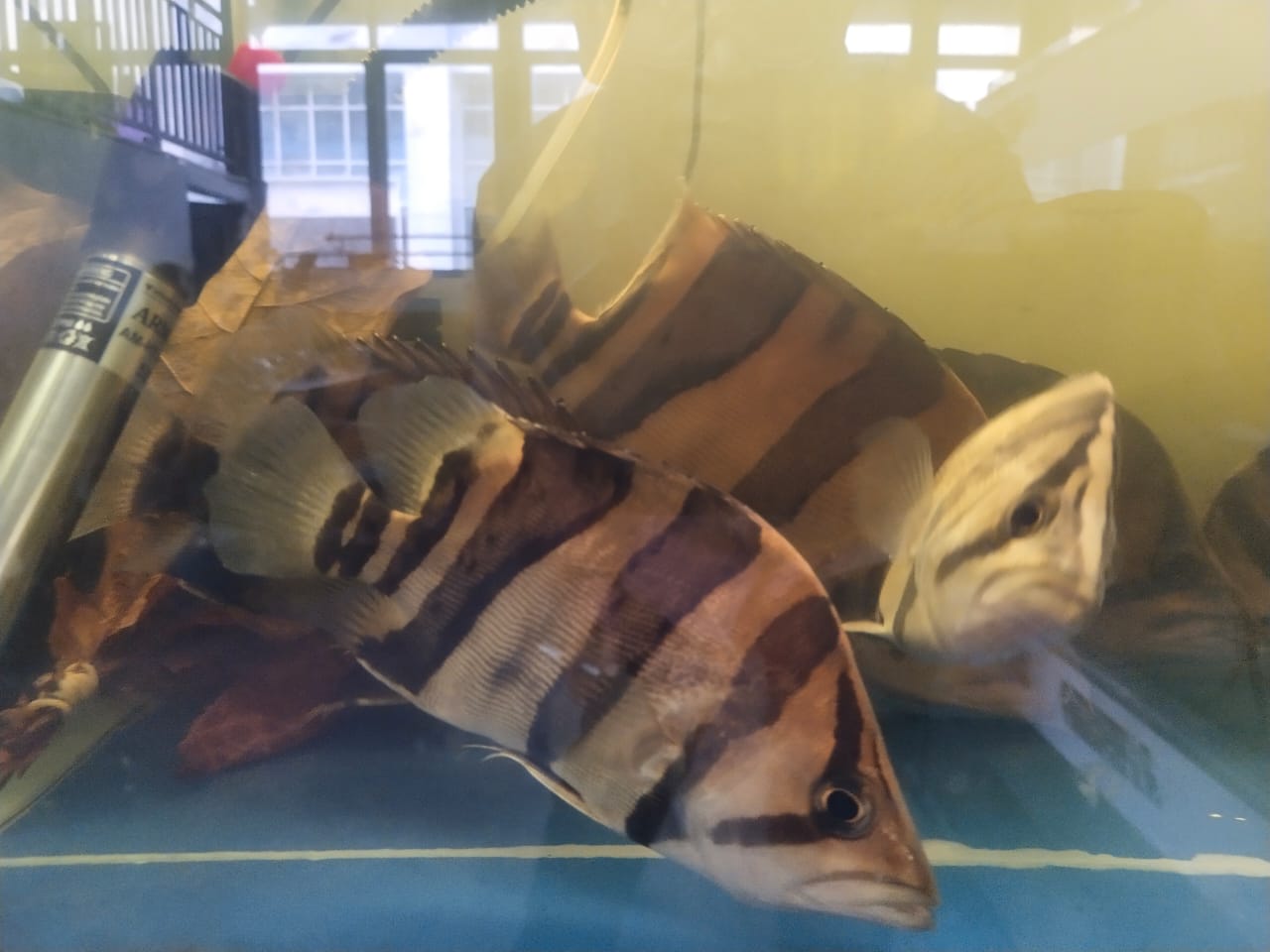 WhatsApp Image 2025-05-26 at 14.33.29