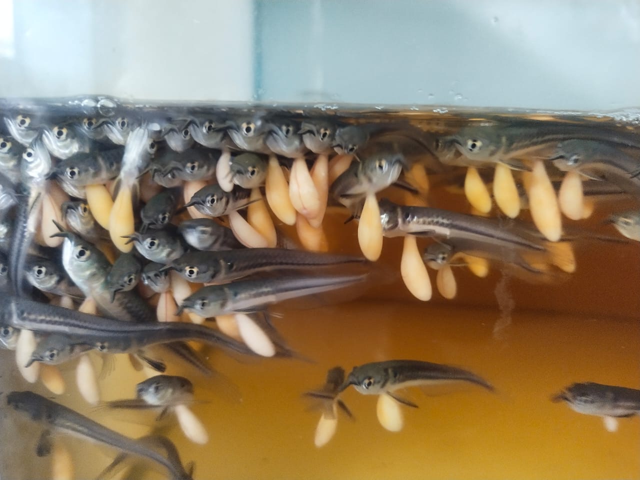 WhatsApp Image 2025-05-26 at 14.33.43