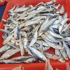 ikan asin teri tamban 1