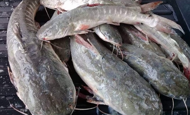 ikan belukang