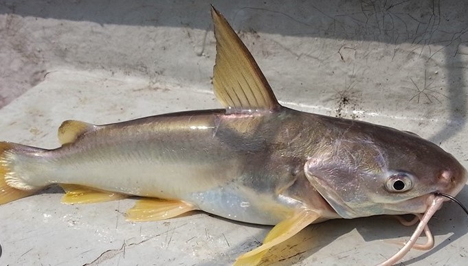 ikan durii
