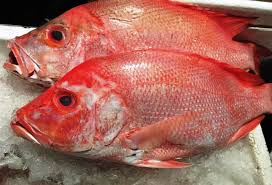 ikan kakap merah 1