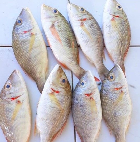 ikan ketambak 1