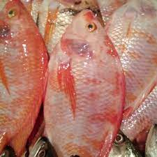 ikan nila 5