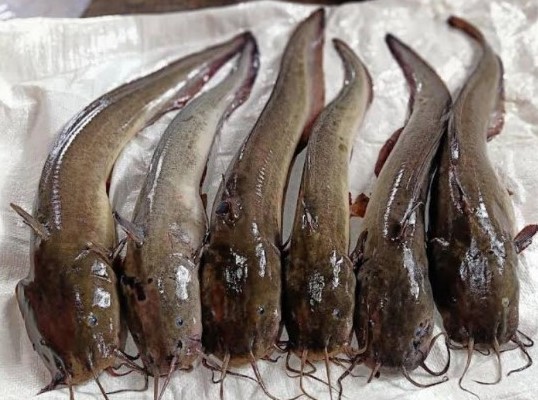 ikan sembilang
